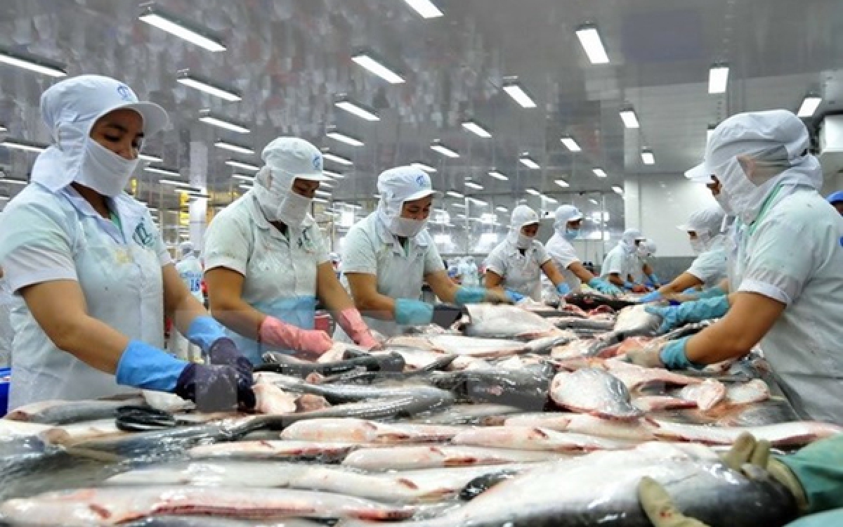 Tra fish exports anticipated to soar by 50 in second quarter of this year